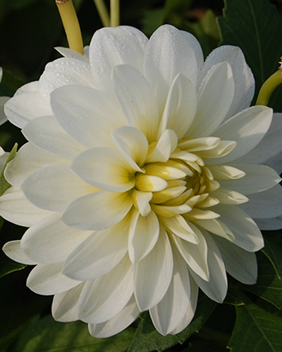 DÁLIA (GEORGÍNA) ART FAIR® 10 ks